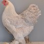 Zwerg Brahma isabell-gebändert von Reiss, Luca Preis sg 95 SE27